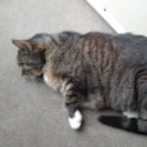 Meet your Posher, Nolan